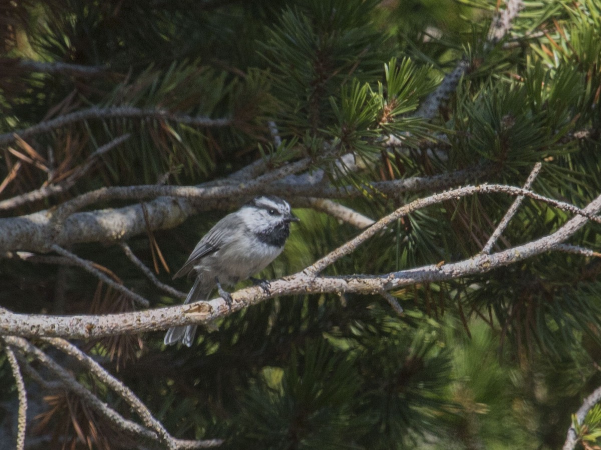 Mountain Chickadee - ML370345111