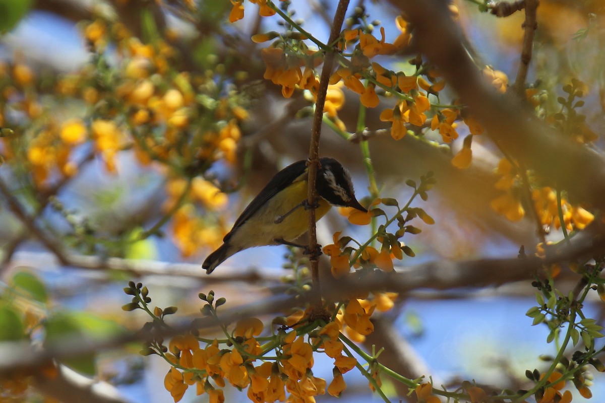 Bananaquit - ML37034571