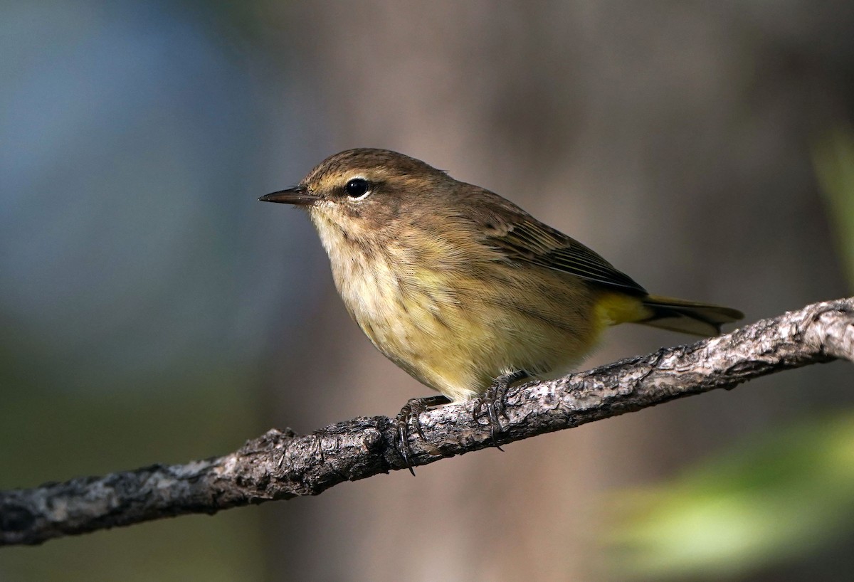 Palm Warbler (Western) - Cathy Sheeter