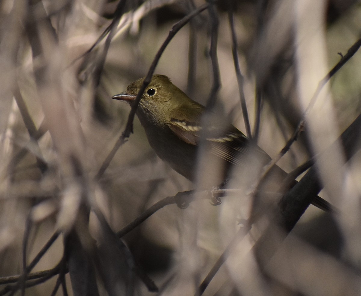 White-crested Elaenia - ML370346921