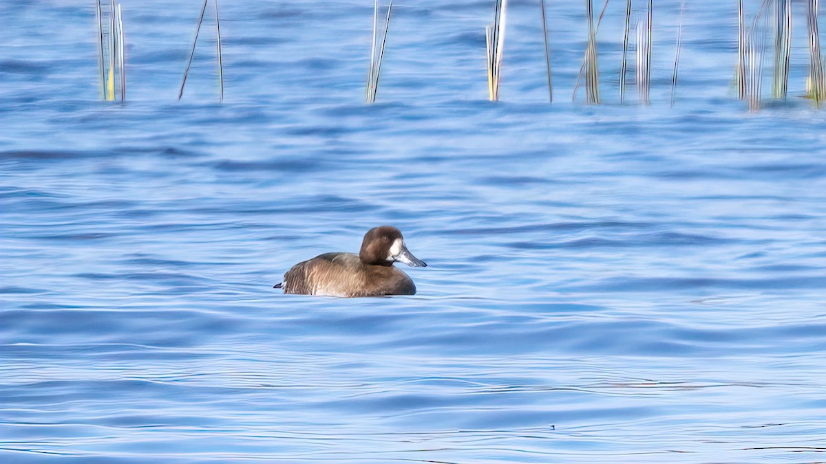 Lesser Scaup - Mark Cloutier