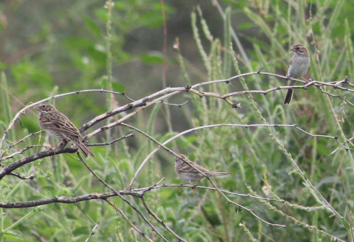 Vesper Sparrow - ML370347371