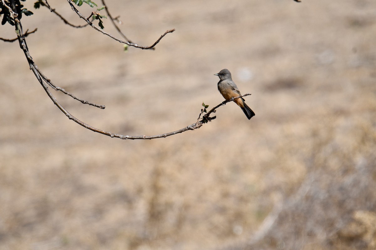 Say's Phoebe - Anonymous