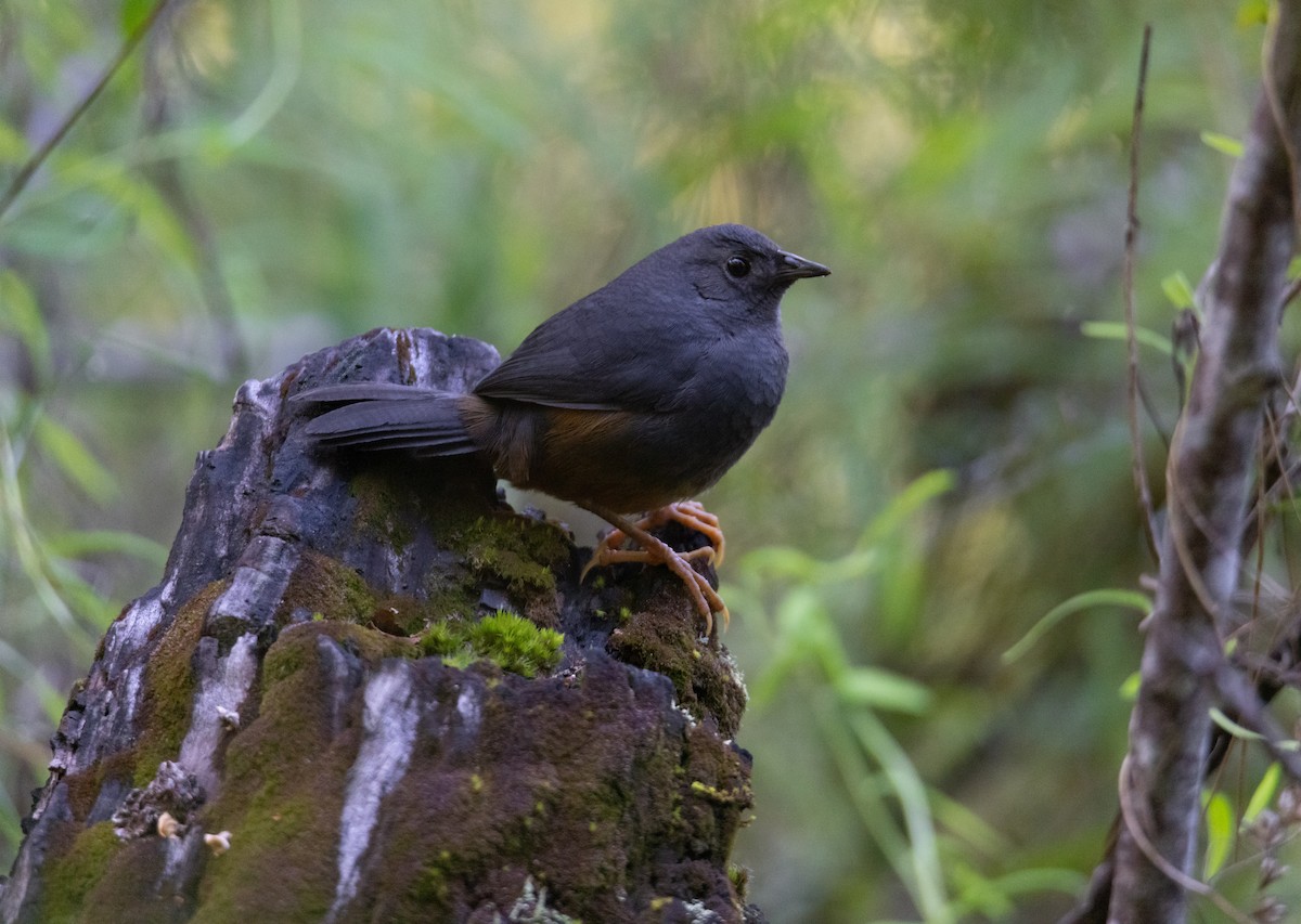 Ochre-flanked Tapaculo - ML370352881