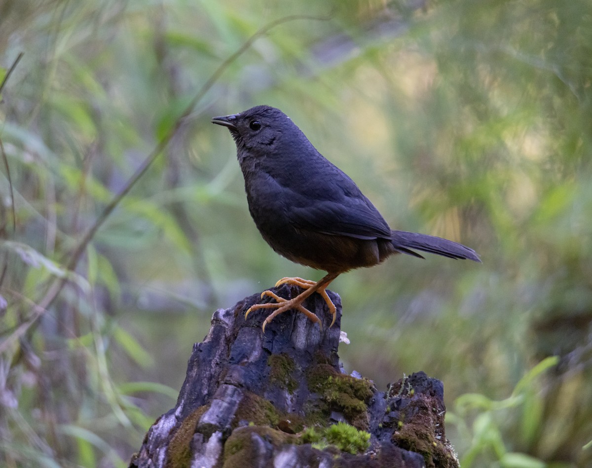 Ochre-flanked Tapaculo - ML370352901