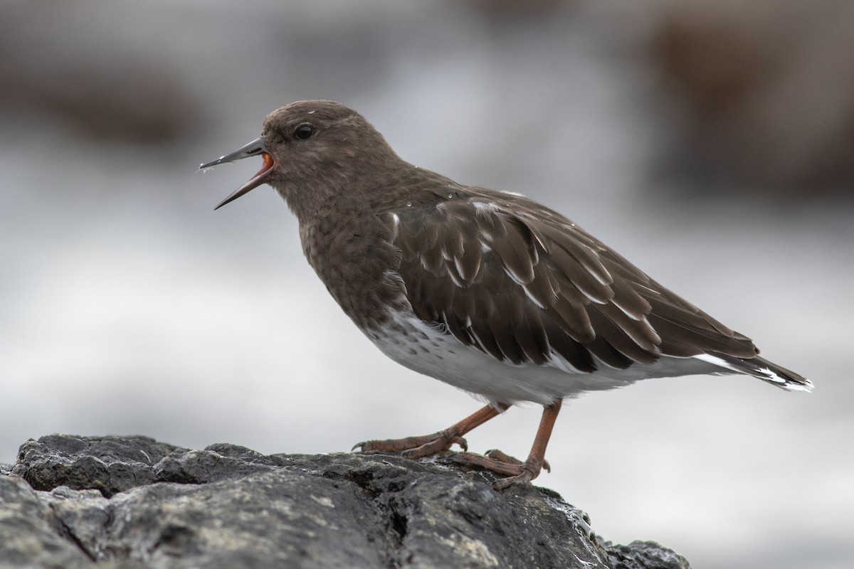 Black Turnstone - ML370354021