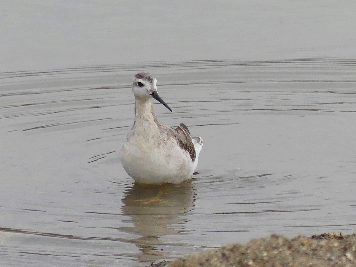 hvithalesvømmesnipe - ML370354141