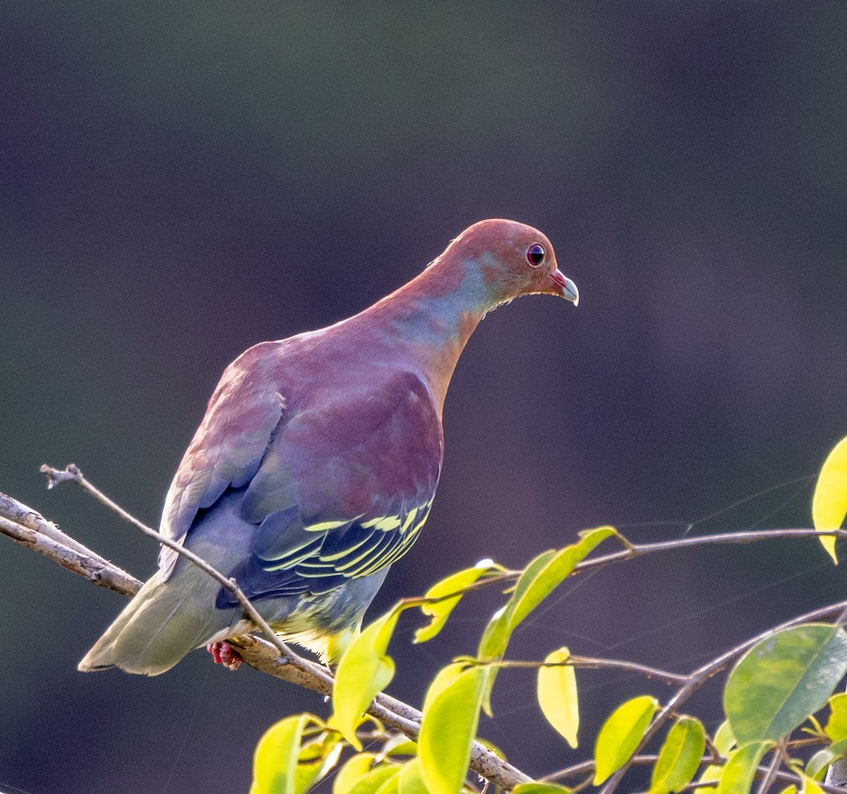 Cinnamon-headed Green-Pigeon - ML370355541