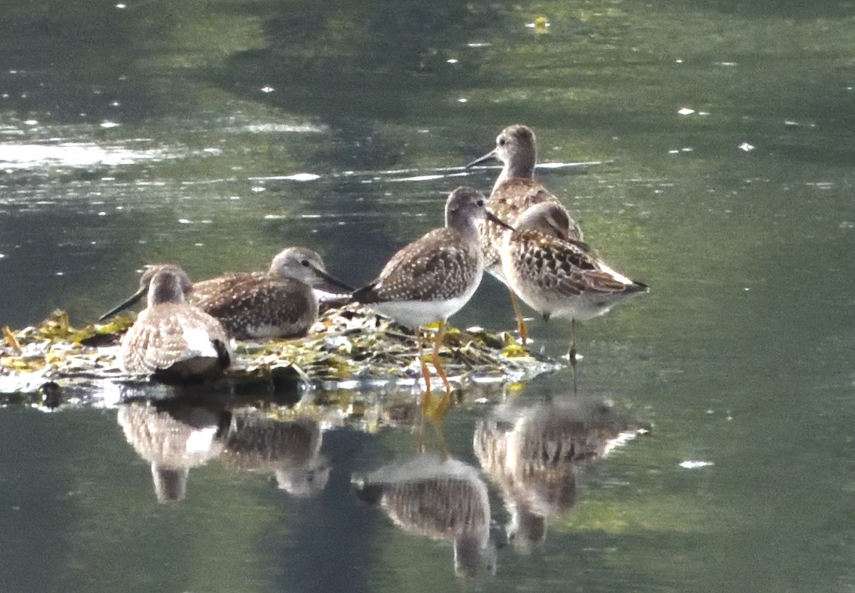 Stilt Sandpiper - ML370357111