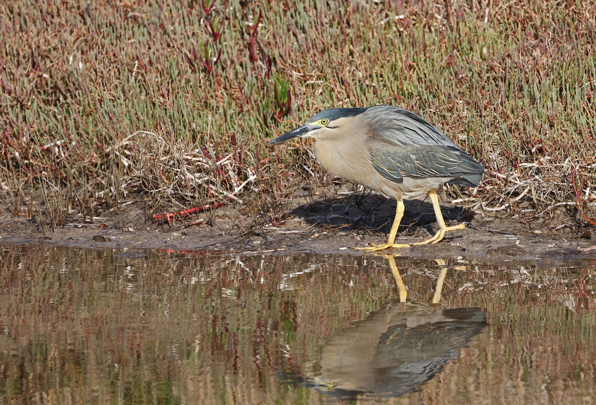 Striated Heron - ML370357251