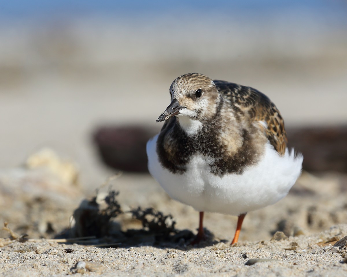 Ruddy Turnstone - Bruce Robinson