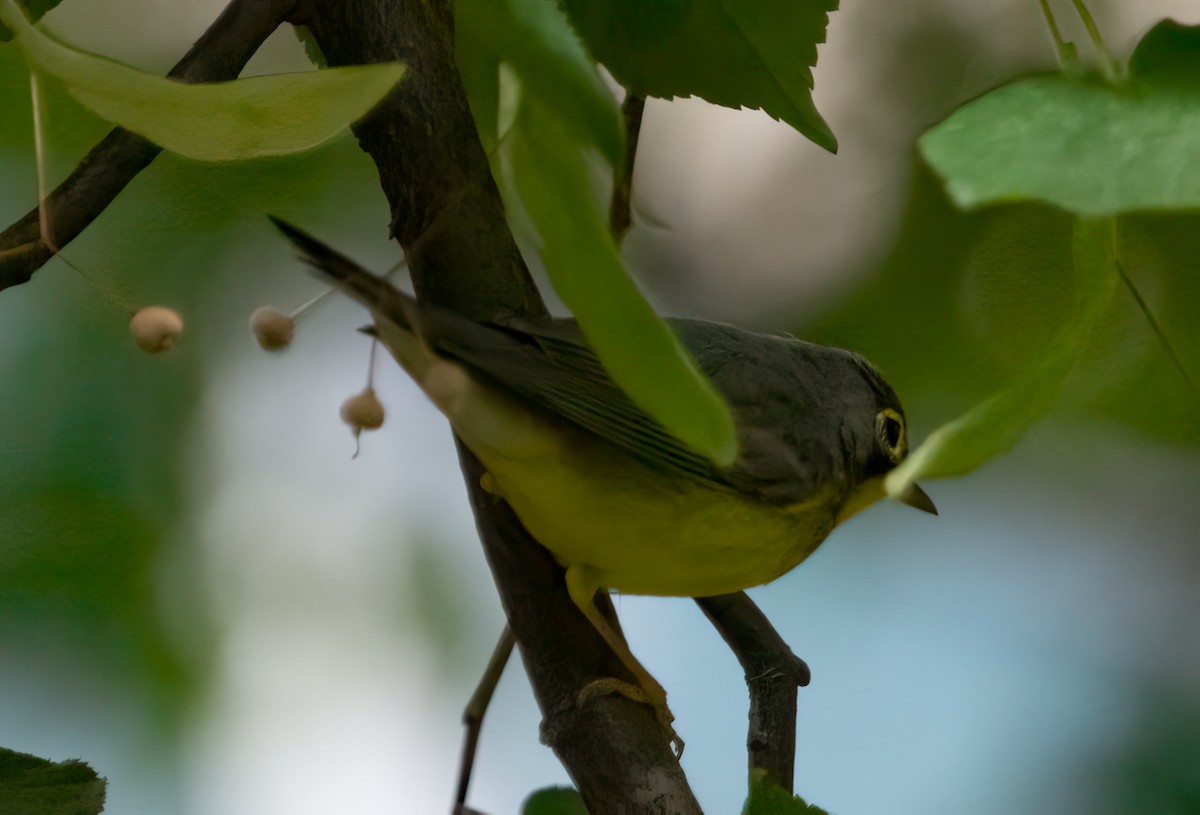 Canada Warbler - ML370358871