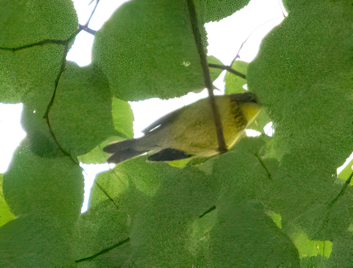 Canada Warbler - ML370358881