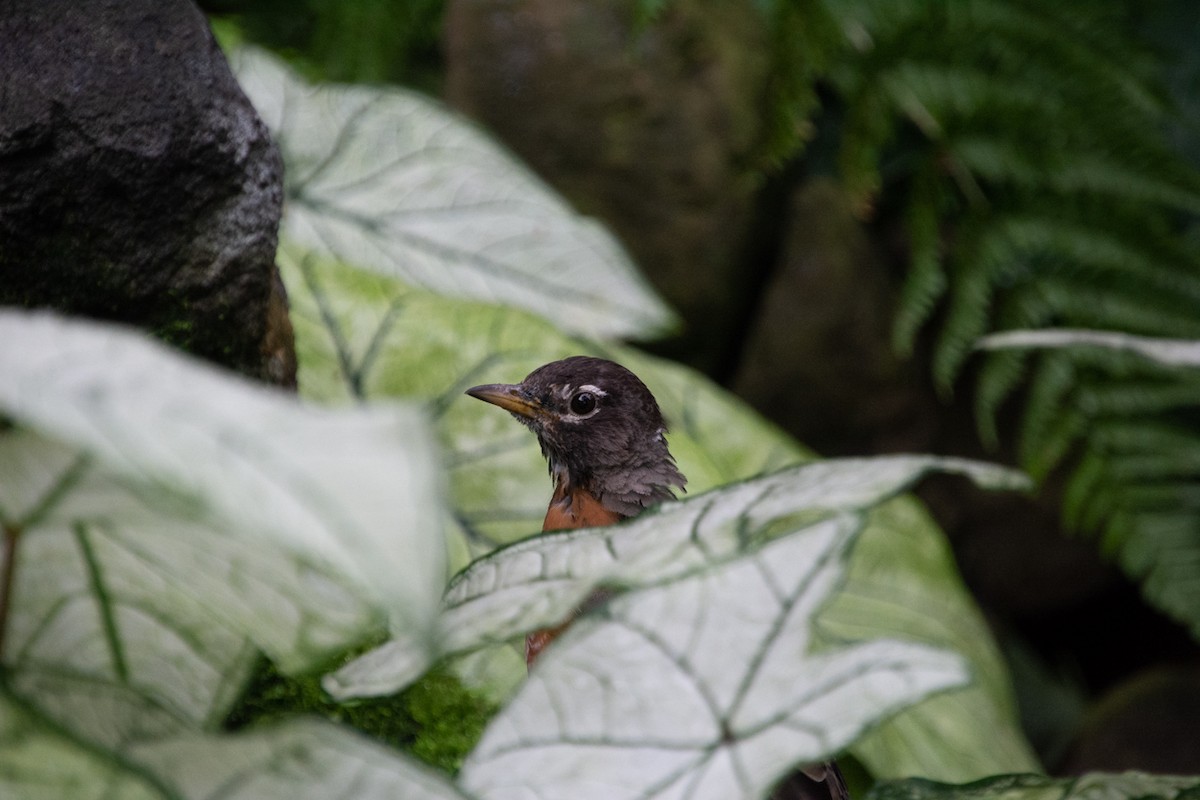 American Robin - ML370358901