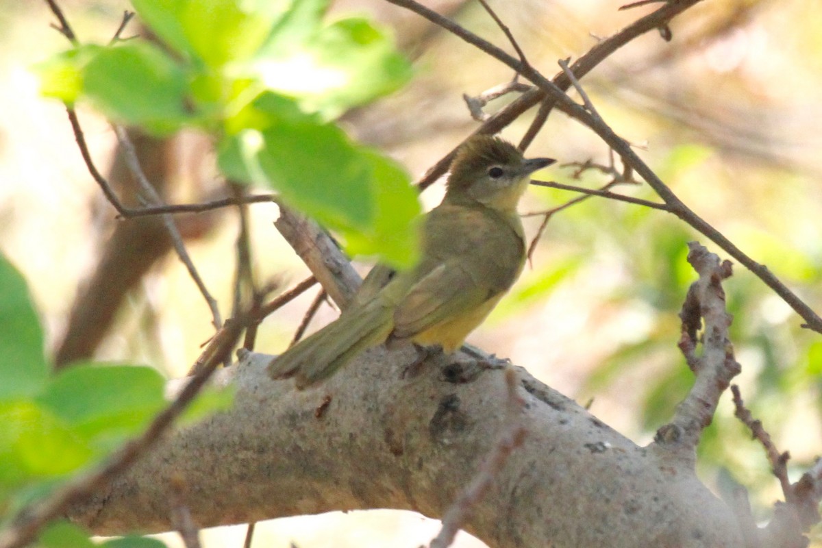 Yellow-bellied Greenbul - Charles Davies