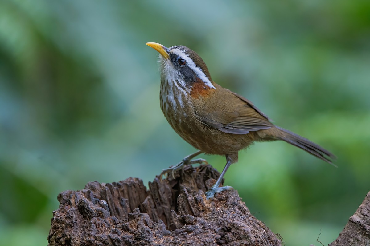 Streak-breasted Scimitar-Babbler - Ngoc Sam Thuong Dang