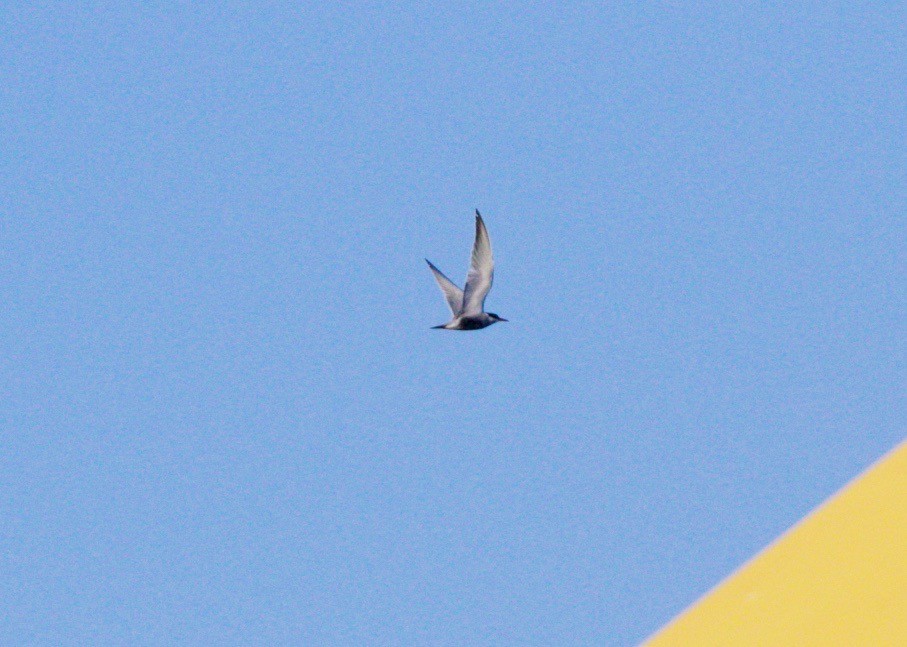 Whiskered Tern - Scott Baker