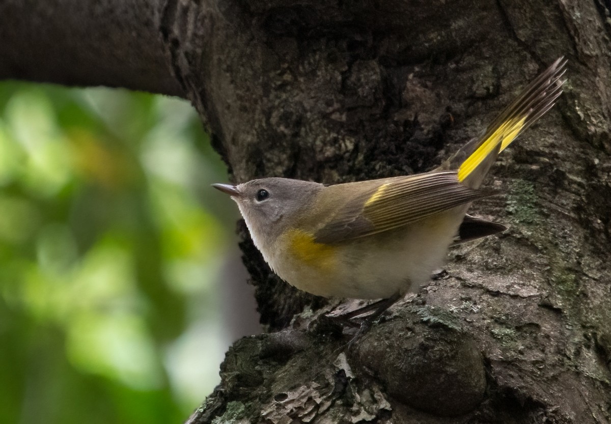 American Redstart - ML370362051