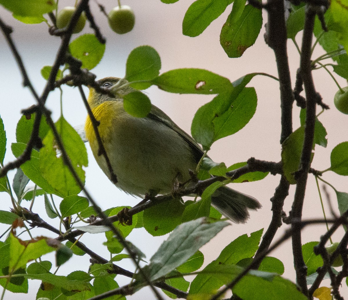 Northern Parula - ML370362081