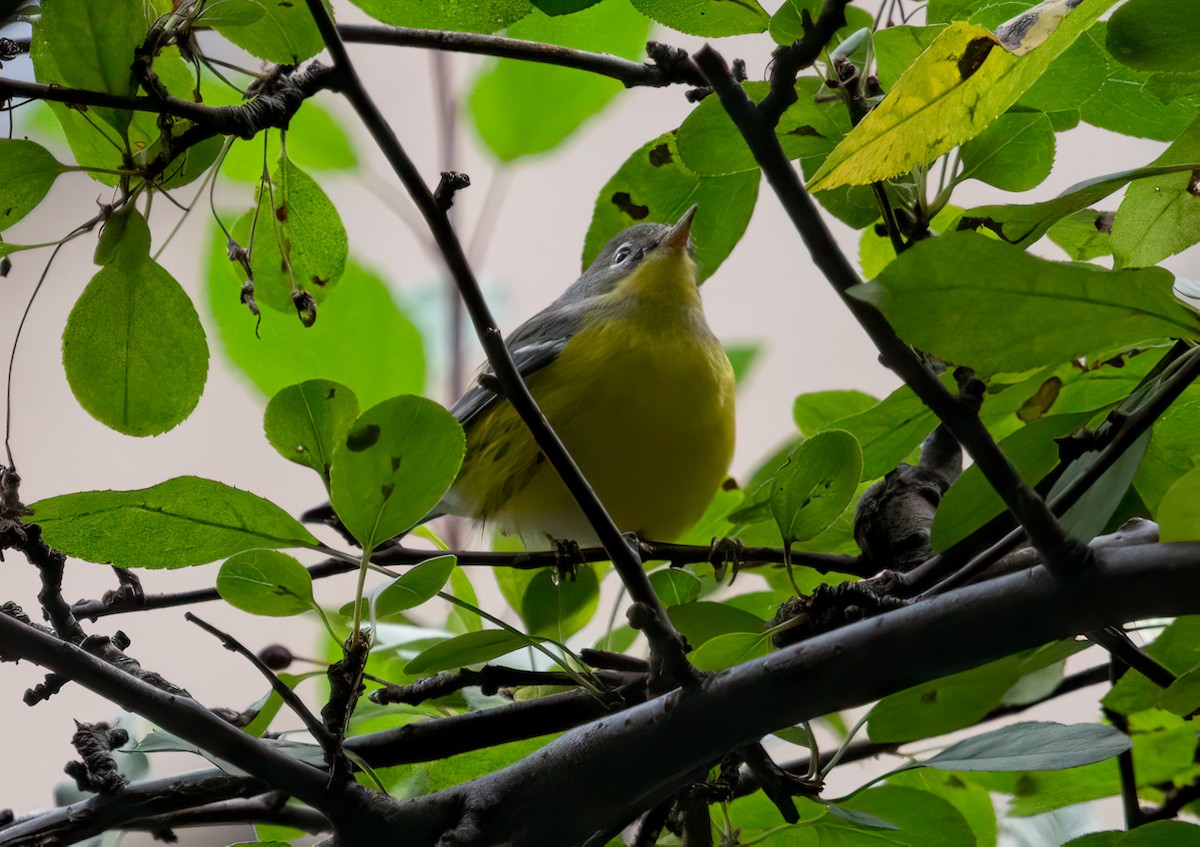 Magnolia Warbler - ML370362091