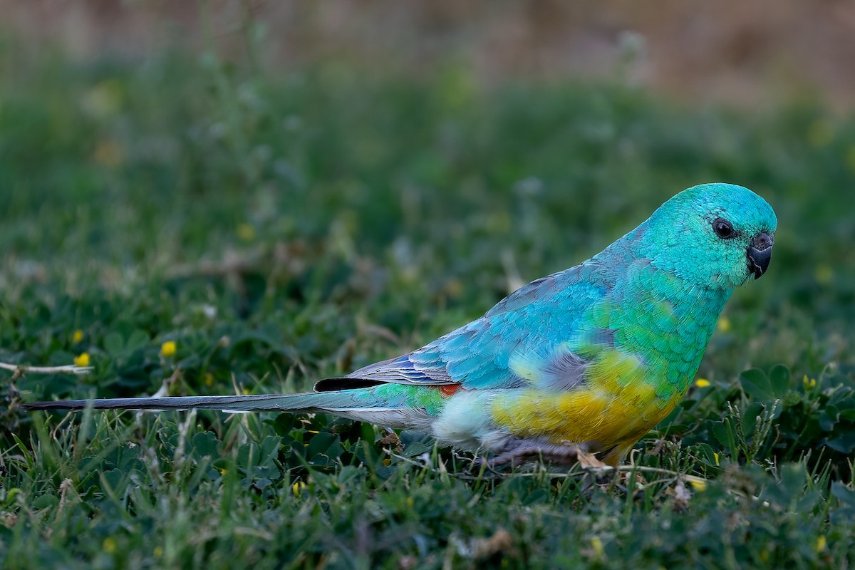 Red-rumped Parrot - ML370362651