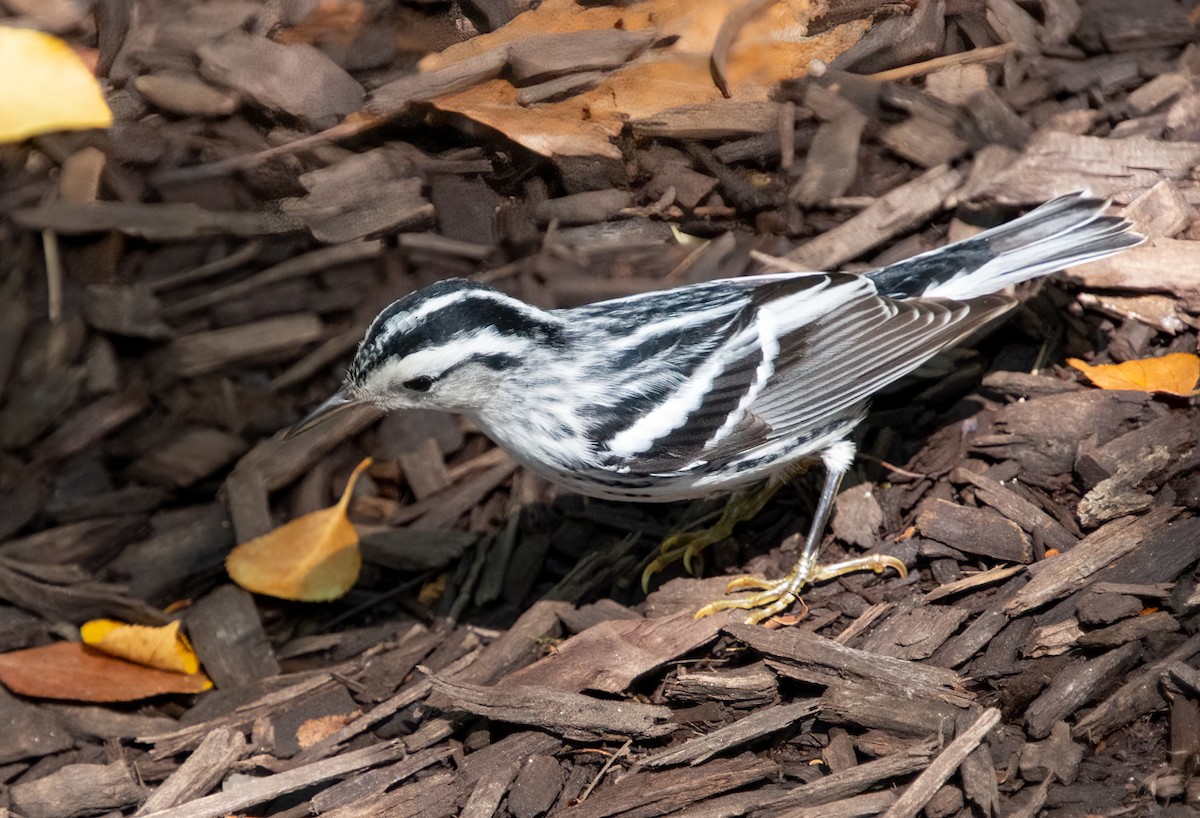 Black-and-white Warbler - ML370365021