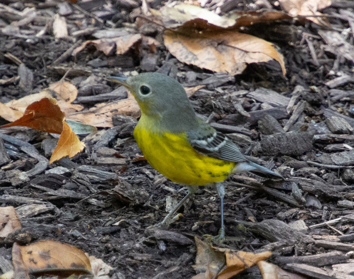 Magnolia Warbler - ML370365041
