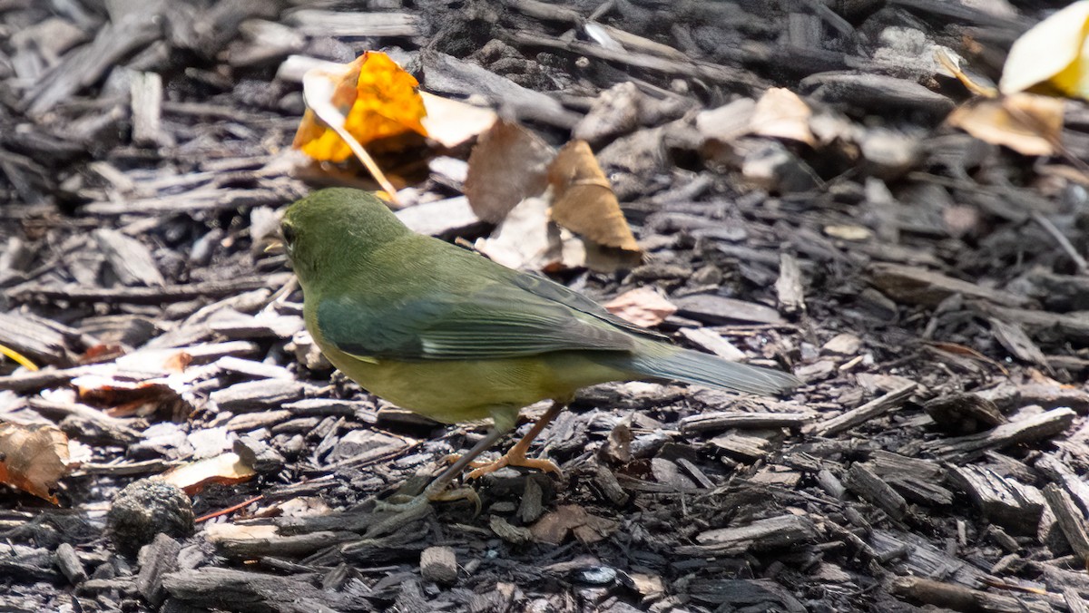 Black-throated Blue Warbler - ML370365051