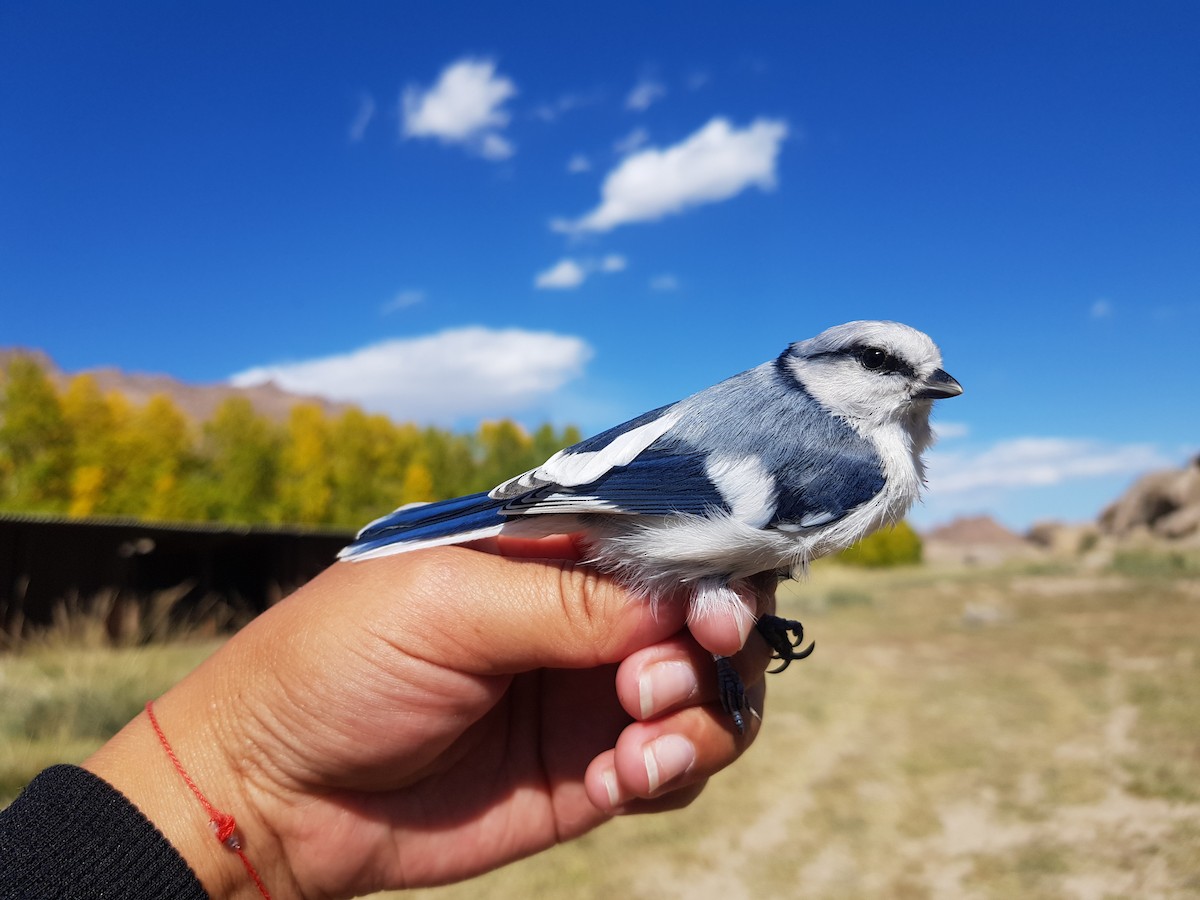 Mésange azurée - ML370367271