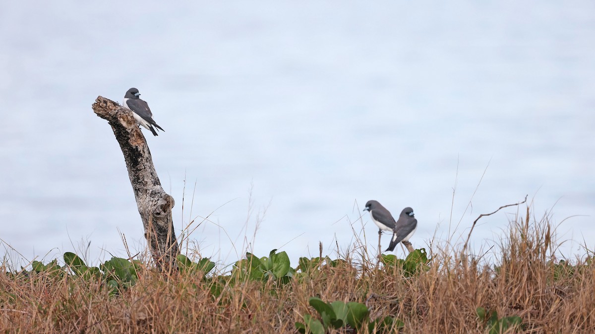 White-breasted Woodswallow - ML370367361
