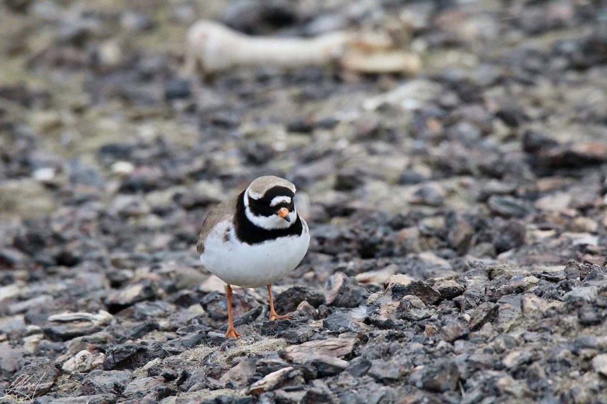 Common Ringed Plover - ML370368941