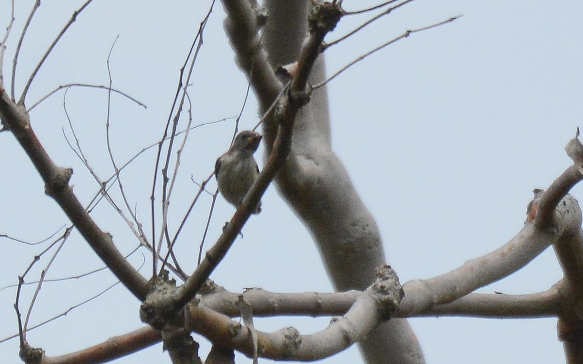 Thick-billed Flowerpecker - ML370371141