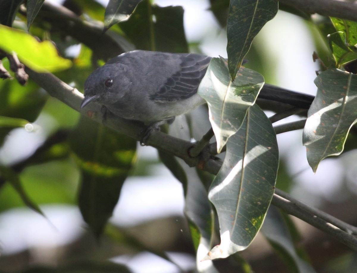 Gray-bellied Cuckoo - ML370373281