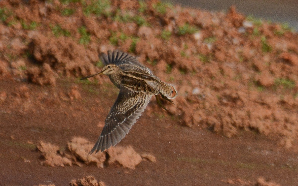 Swinhoe's/Pin-tailed Snipe - Gaja mohanraj