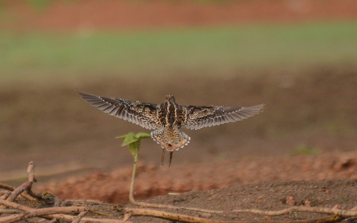 Swinhoe's/Pin-tailed Snipe - ML370373691