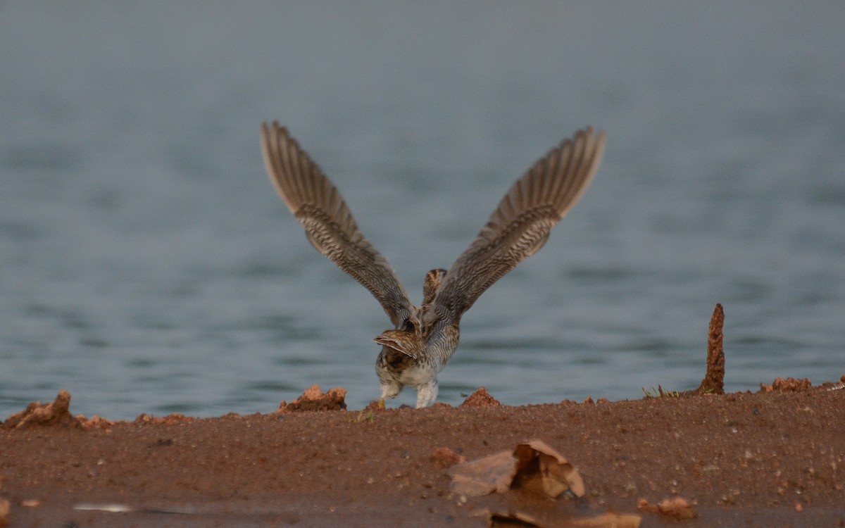 Swinhoe's/Pin-tailed Snipe - Gaja mohanraj