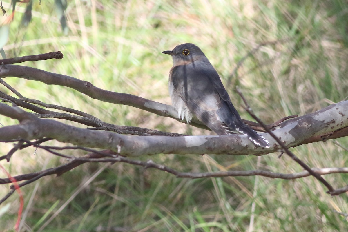 Fan-tailed Cuckoo - ML370373891