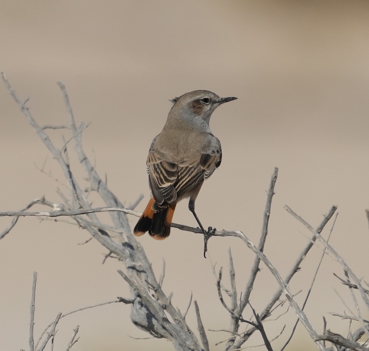 Persian Wheatear - Mohamed  Almazrouei