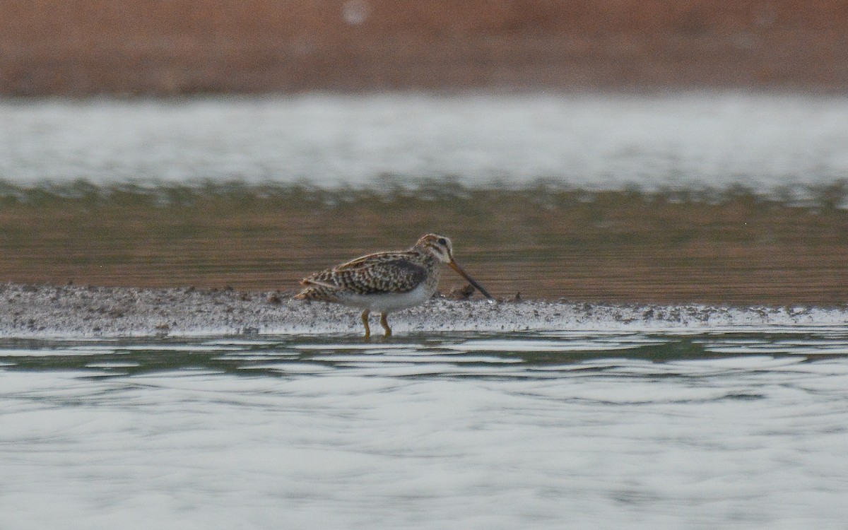 Swinhoe's/Pin-tailed Snipe - ML370375411