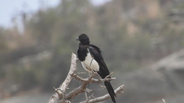 Asir Magpie - ML370375621