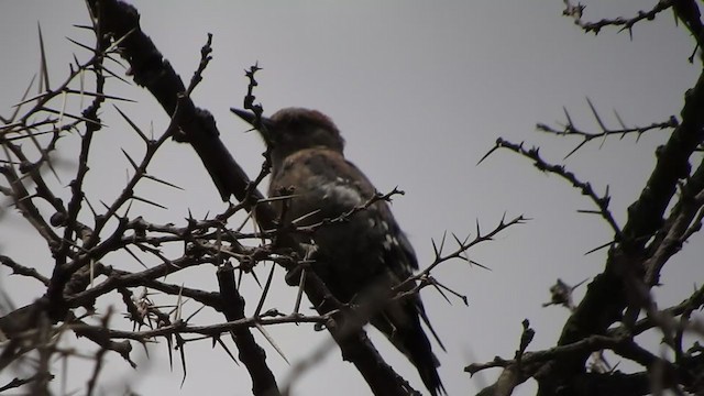 Arabian Woodpecker - ML370376341