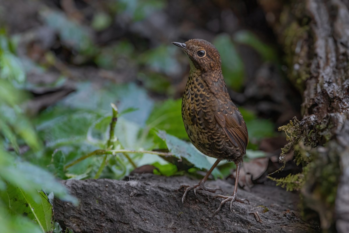 Scaly-breasted Cupwing (Himalayan) - ML370378151