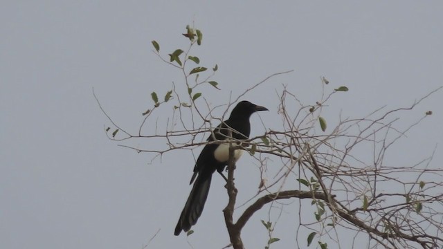 Asir Magpie - ML370378651