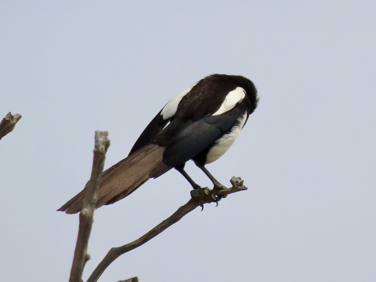 Asir Magpie - Gregory Askew