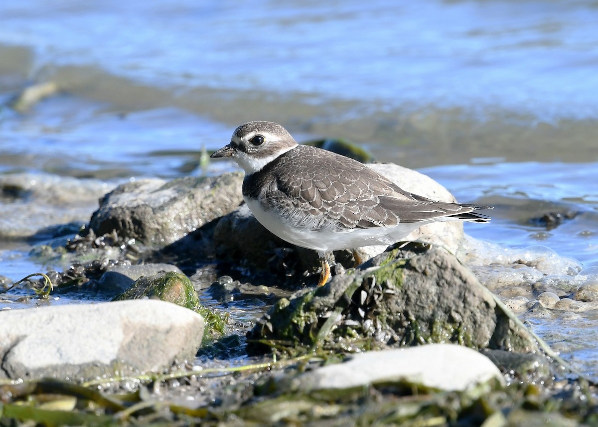 Semipalmated Plover - ML370378841