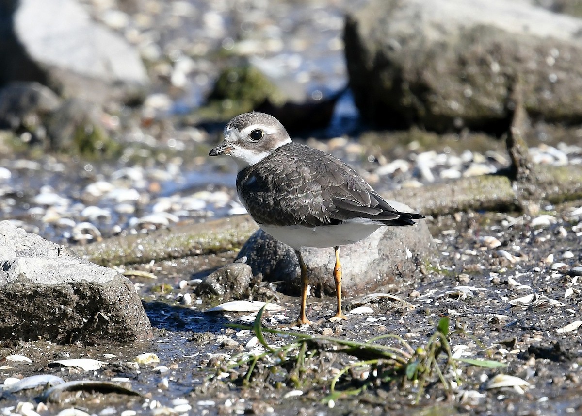 Semipalmated Plover - ML370378851
