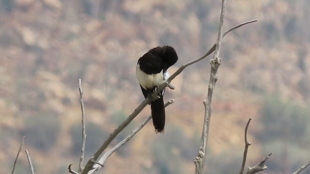 Asir Magpie - ML370378881