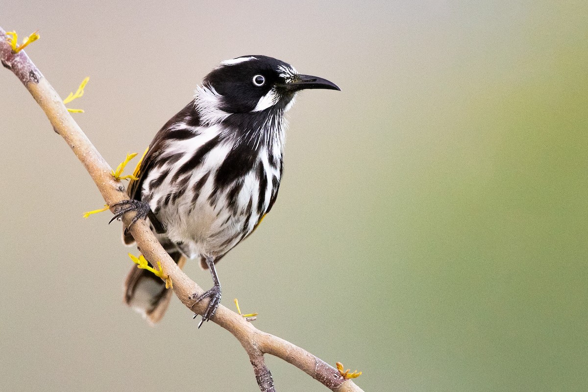 New Holland Honeyeater - ML370378951