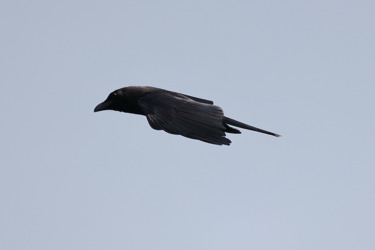 House Crow - ML370379361