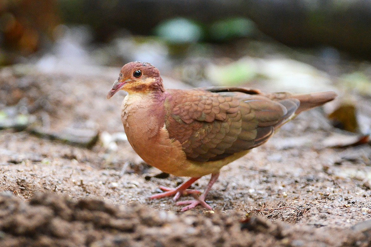 Ruddy Quail-Dove - ML370380831